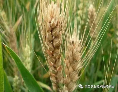 2018年全国农作物重大病虫害预测 总体重于常年，防控形势严峻